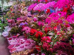 -花鸟鱼虫鲜花绿植市场(玉泉路店)