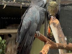 -费瑟代尔野生动物园