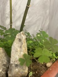 -德绣·机器野生眉发际线·美瞳线半永久