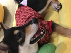 -逗柴咖啡屋·狗咖猫咖宠物桌游