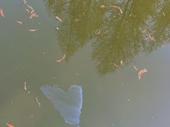 -泰州凤城河风景区-泰山公园