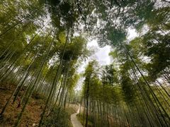 -上海佘山国家森林公园天马山园