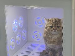-喵zoo家庭繁育猫舍(尖东智能花园店)