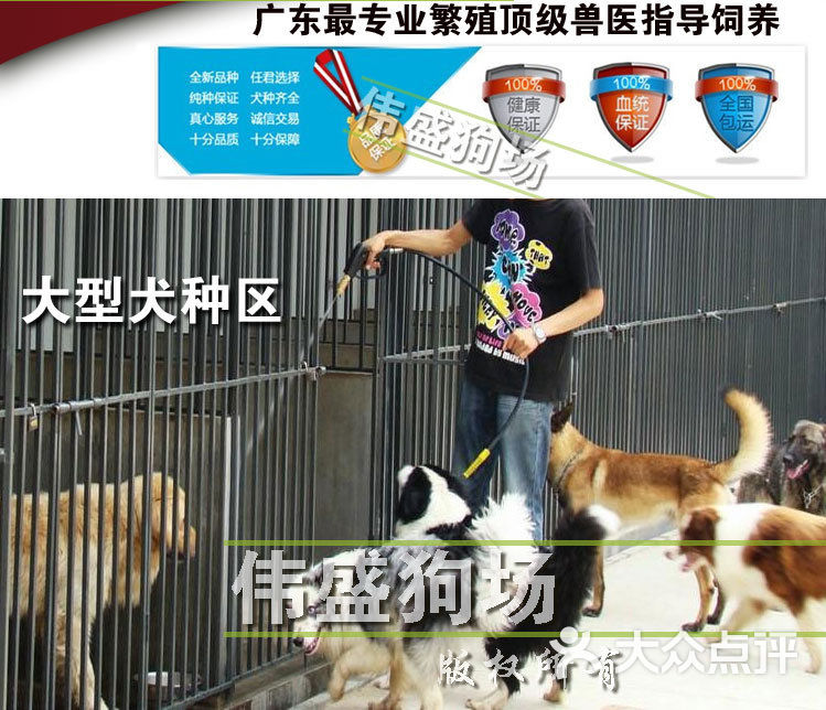 伟盛狗场比熊犬图片 东莞买比熊到哪