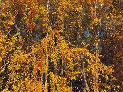 -苏木山森林公园