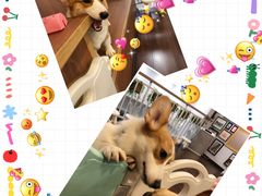 -柯斗斗主题餐厅·狗咖·围炉煮茶·茶饮(国瑞升平里店)