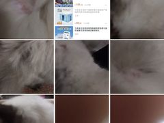 -Bastet sally猫舍购宠(静安店)
