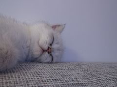 -欣宠猫屋·矮脚拿破仑·蓝金金渐层