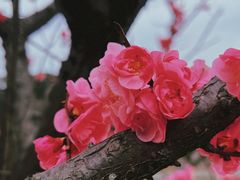 -望江楼公园