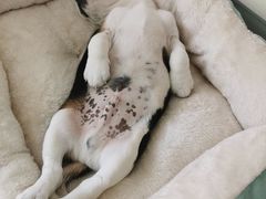 -宠福鑫康馨动物医院·骨科·眼科