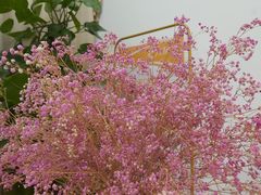 -土豆口腔(凤凰北总店)