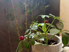 -兰亭茶叙(新新家苑店)