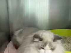 -心仪动物医院·牙专科·肿瘤·心脏科(西客站院)