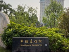 -中缅友谊树