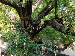-晋祠公园