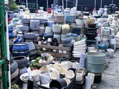 -龙大花卉苗木市场