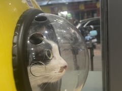 -芭比堂动物医院(广州爱宠下渡路分院)