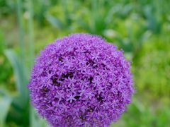 -花开海上生态园