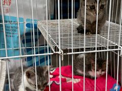 -桂林市花鸟市场