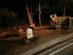 -清迈夜间动物园