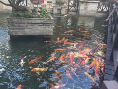 -猪肉婆私房菜(容桂总店)