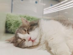 -1013 PET SHOP精品宠物商店(丁香店)