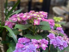 -Golden Lily河内巴黎法越料理餐厅(建国西路店)