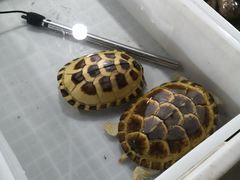 -华声天桥民俗文化园