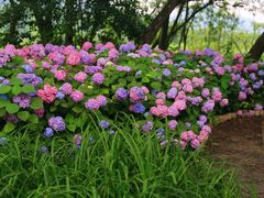 -西湖风景区-江洋畈生态公园