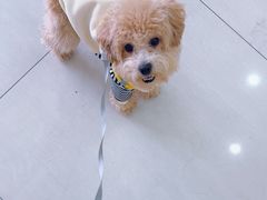 -天宠宠物医院24小时·急重症诊疗中心·全科·腔镜特色(和平分院)