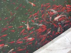 -祥源·阜阳生态乐园