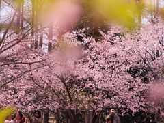 -杭州植物园