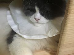 -李小姐の猫咖啡馆(五角场店)