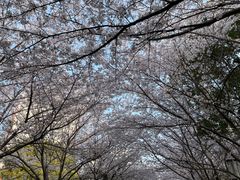 -高东镇樱花园