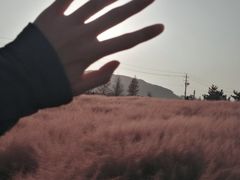 -羊亭河湿地公园