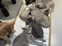 -琪喵猫屋·撸猫猫咖·猫舍