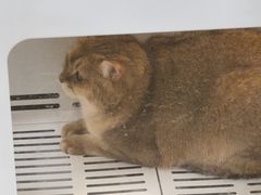 -芭比堂宠物医院·全科爱猫医院·仁德分院