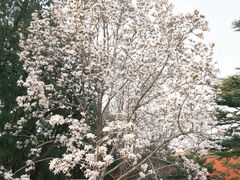 -北京市劳动人民文化宫(太庙)