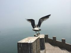 -海驴岛(荣成市)
