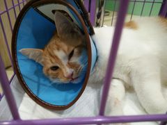 -米苏动物医院·犬猫专科·骨科外科内窥镜