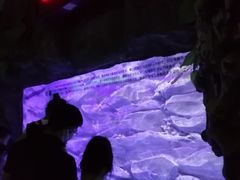 -芜湖新华联大白鲸海洋公园