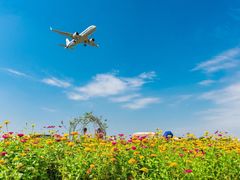 -空港花田景区