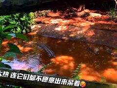-海南热带野生动植物园