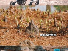 -暨阳湖生态园
