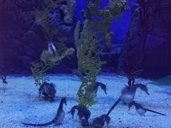 -上海海洋水族馆