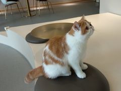 -飞行喵MR PILOT|猫舍·猫咖(静安大融城店)