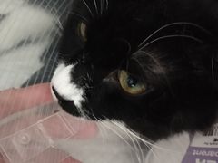-芭比堂动物医院·犬猫全科·异宠专科(雁塔分院)