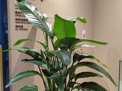 -柏乐口腔医院·舒适化无痛种植牙中心(东盟商务区院)