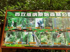 -西双版纳原始森林公园
