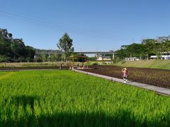 -黄埔油麻山森林公园